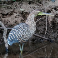 Bare-throated Tiger-Heron